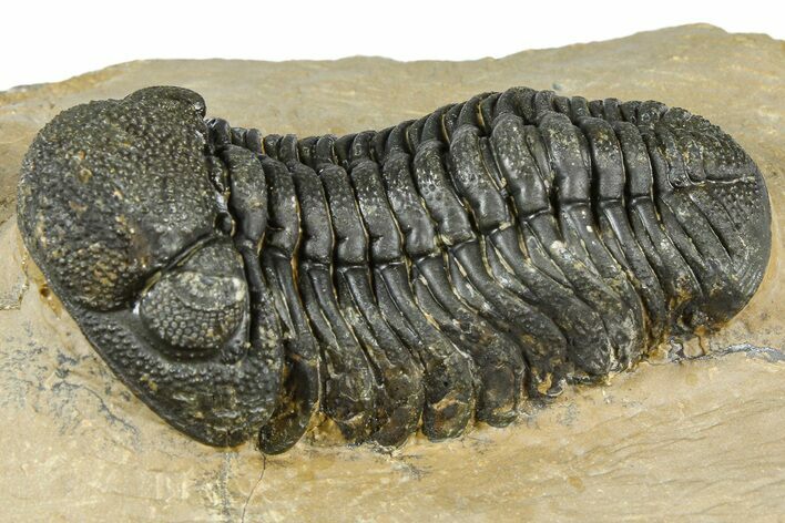 Detailed Phacopid (Morocops) Trilobite - Foum Zguid, Morocco #363148